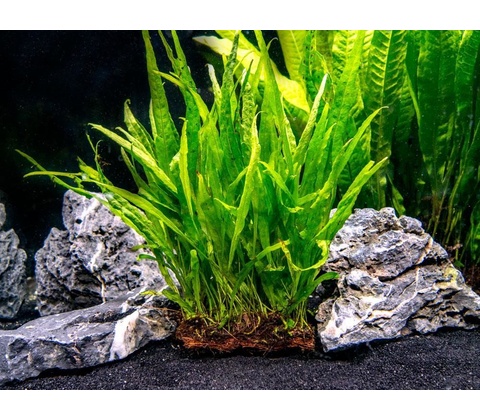 Microsorum pteropus Narrow