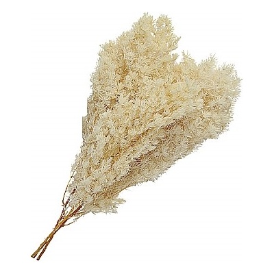 Asparagus umbelanthus bílá