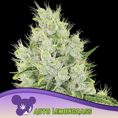 Anesia Seeds AUTO Lemongrass semena neobsahují THC 3 ks
