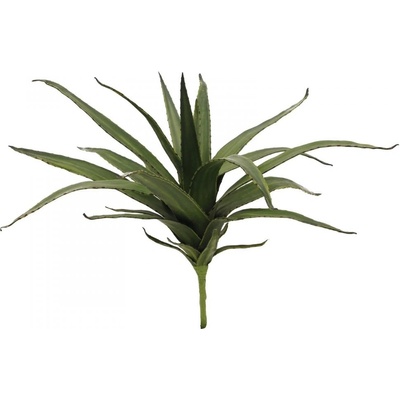 Aloe vera zelená, 50 cm