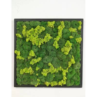 Mechový obraz z kopečkového mechu 60cm x 60cm