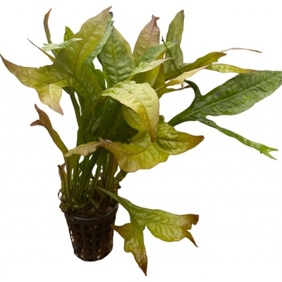 Microsorium pteropus gold sparkle