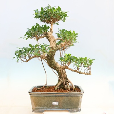 e-bonsai Pokojová bonsai - Ficus kimmen - malolistý fíkus