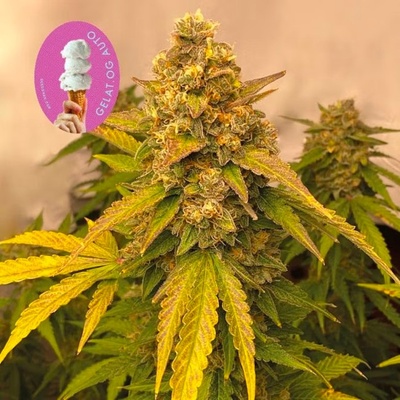 SEEDSMAN Gelat.OG semienka neobsahujú THC 5 ks