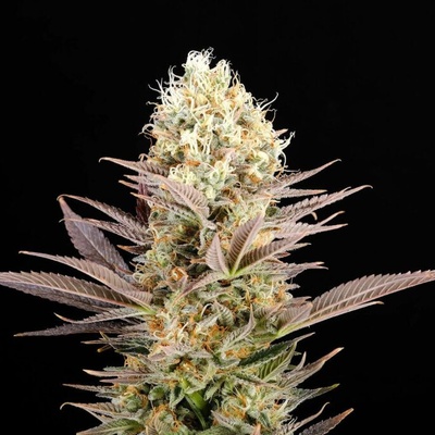Kannabia Seeds Kaboom semienka neobsahujú THC 10 ks