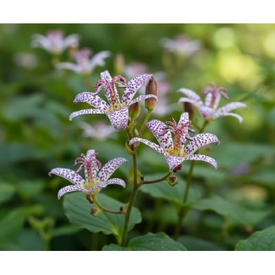 Liliovka srstnatá 'Purple Beauty' 3 ks – Hledejceny.cz