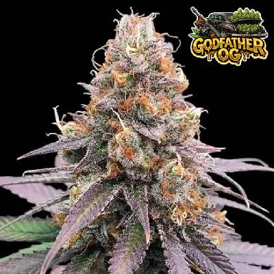 Ganja Farmer Godfather OG Auto semienka neobsahujú THC 3 ks