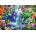 Trefl - Puzzle Tropical Hummingbirds - 1 000 piese