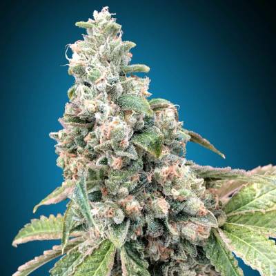 00 Seeds Bank Harlequin CBD semena neobsahují THC 5 ks