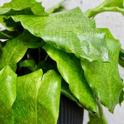 Calathea Musaica