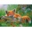Castorland - Puzzle Foxy Dreams 500 - 500 piese