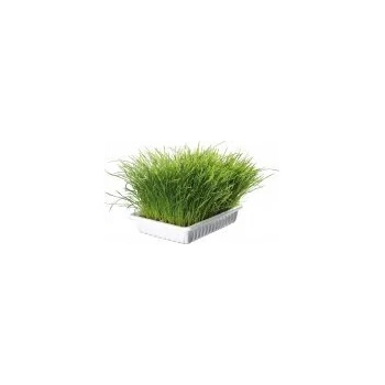 Image 1 of TRIXIE Grass котешка трева смес за покълване на семена за котешка трева 100gr