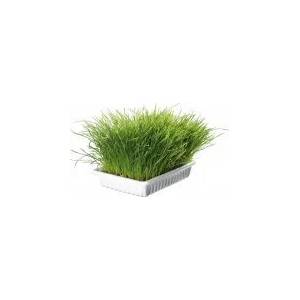 TRIXIE Grass котешка трева смес за покълване на семена за котешка трева 100gr