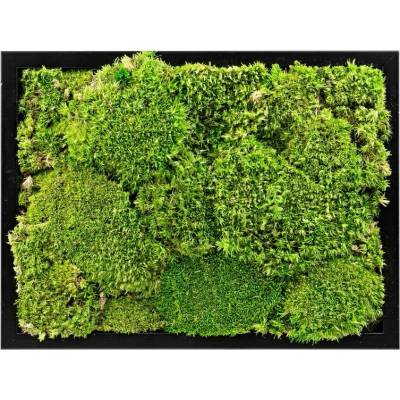 Gardners Mechový obraz 13x18 cm z kopečkového mechu, černá - Zachraň Produkt