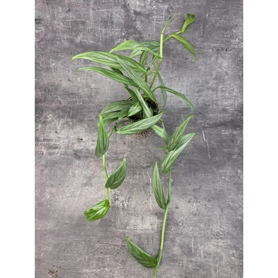 Epipremnum Silver Stripe