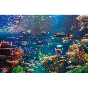 DIMEX ART s. r. o Флизелинов фототапет подводен живот 375 x 250 см