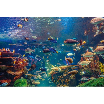 DIMEX ART Флизелинов фототапет подводен живот 375 x 250 см