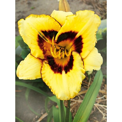 Lukon Glads Denivka EL DESPERADO - hemerocallis