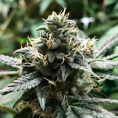 R-Kiem Seeds Eli semienka neobsahujú THC 10 ks