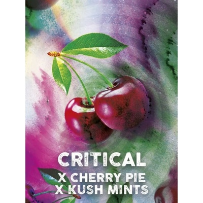 Tramuntana Seeds Critical Cherry semienka neobsahujú THC 3 ks