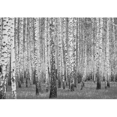 Postershop Fototapeta vliesováČernobílé břízy rozměry 254x184 cm