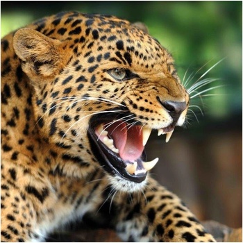 Pohlednice leopard 3D