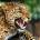 Pohlednice leopard 3D
