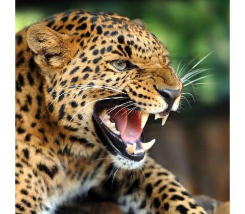 Pohlednice leopard 3D