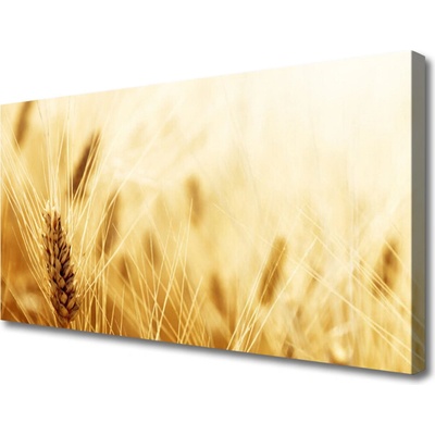 Obraz Canvas Pšenica rastlina príroda 100x50 cm