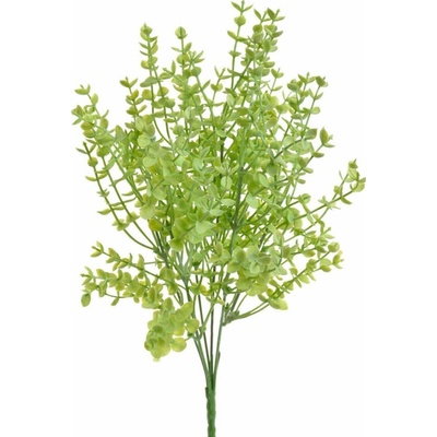 Drobnolistý eukalyptus trs - zelená světlá