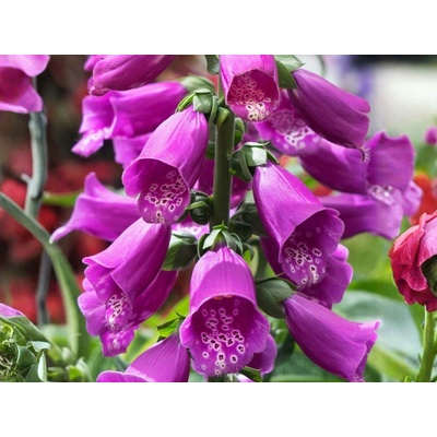 Náprstník Dottie Purple