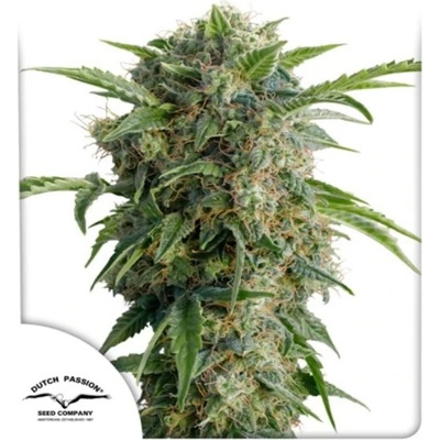 Dutch Passion Auto Daiquiri Lime semena neobsahuji THC 100 ks