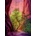 Heye - Puzzle Singing Canyon - 1 000 piese