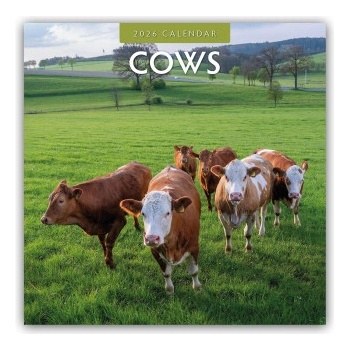 Browntrout Verlags GmbH Cows - Kühe 2026 - 16-Monatskalender