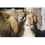 DIMEX ART Флизелинов фототапет любов на лъв 375 x 250 см