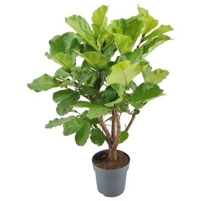 Fikus - Ficus lyrata Branched 27x170 cm