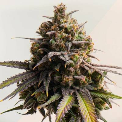 Kera Seeds Gelato semena neobsahují THC 5 ks
