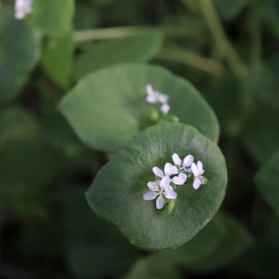BIO Portulák zimní - Claytonia perfoliata - bio semena - 100 ks