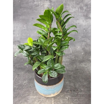 Zamioculcas Zamiifolia Zenzi 12 cm