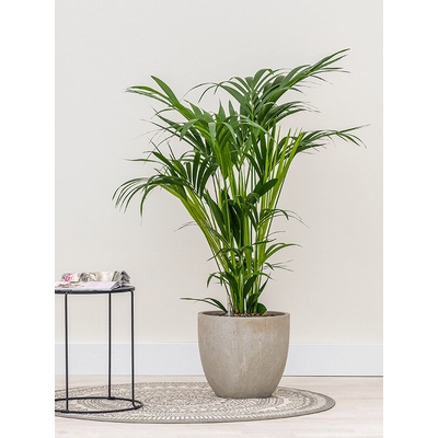 Kentia (Howea) forsteriana 18/19 v.120 cm