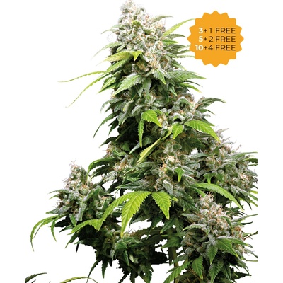 Sensi Seeds California Indica semena neobsahují THC 5 ks