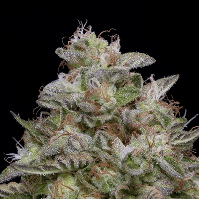 Big Head Seeds Do-Si-Dos semena neobsahují THC 10 ks