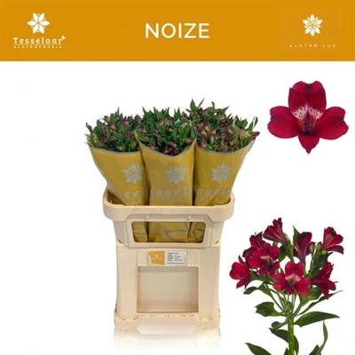 Svazek 10 Alstromérií NOIZE 75 cm