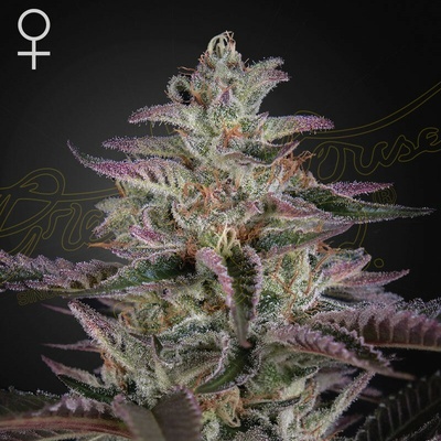 Green House Seed Banana Krumble semienka neobsahujú THC 1 ks