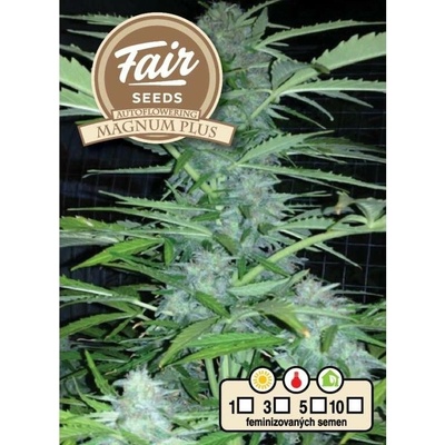 Fair Seeds AUTO Magnum Plus semena neobsahují THC 10 ks