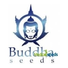 Buddha Seeds Assorted AUTO semena neobsahují THC 1 ks