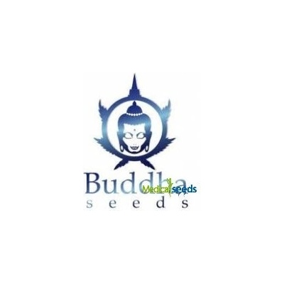 Buddha Seeds Assorted AUTO semena neobsahují THC 1 ks – Zboží Mobilmania