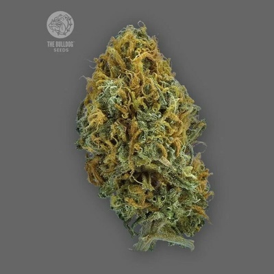 The Bulldog Seeds Skittlez Auto semienka neobsahujú THC 3 ks