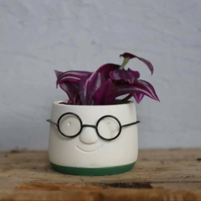 Tradescantia Pink Paradise baby