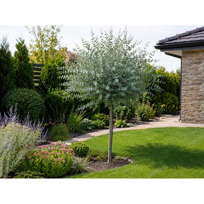 Eukalyptus gunnii Azura na 170-180 cm kmienku, výška 230-270 cm, kvetináč 25 l
